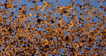 La pérdida de la mariposa monarca en México